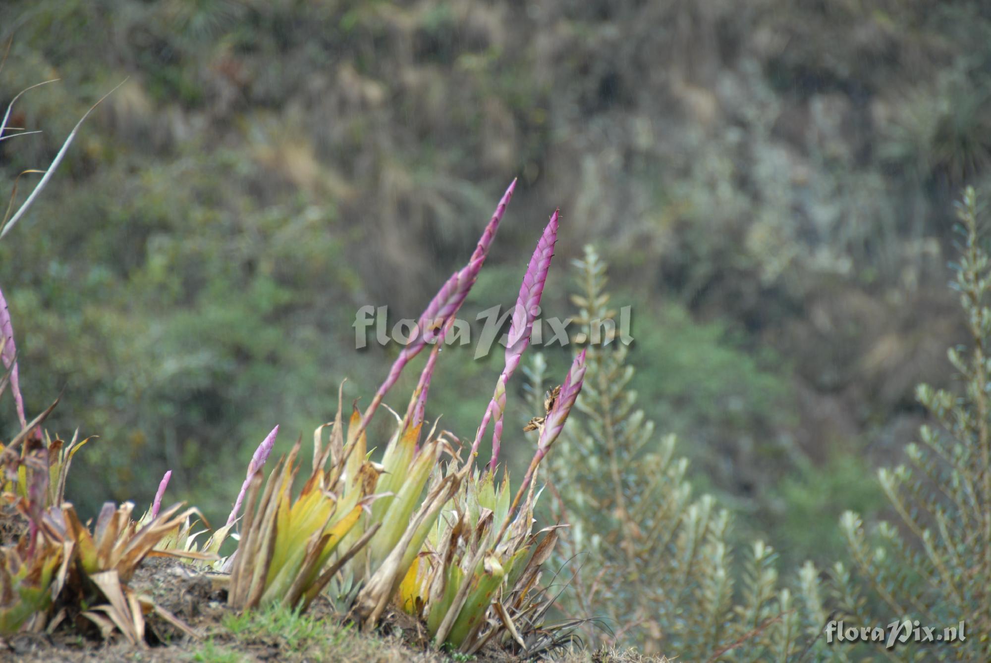 Tillandsia walteri