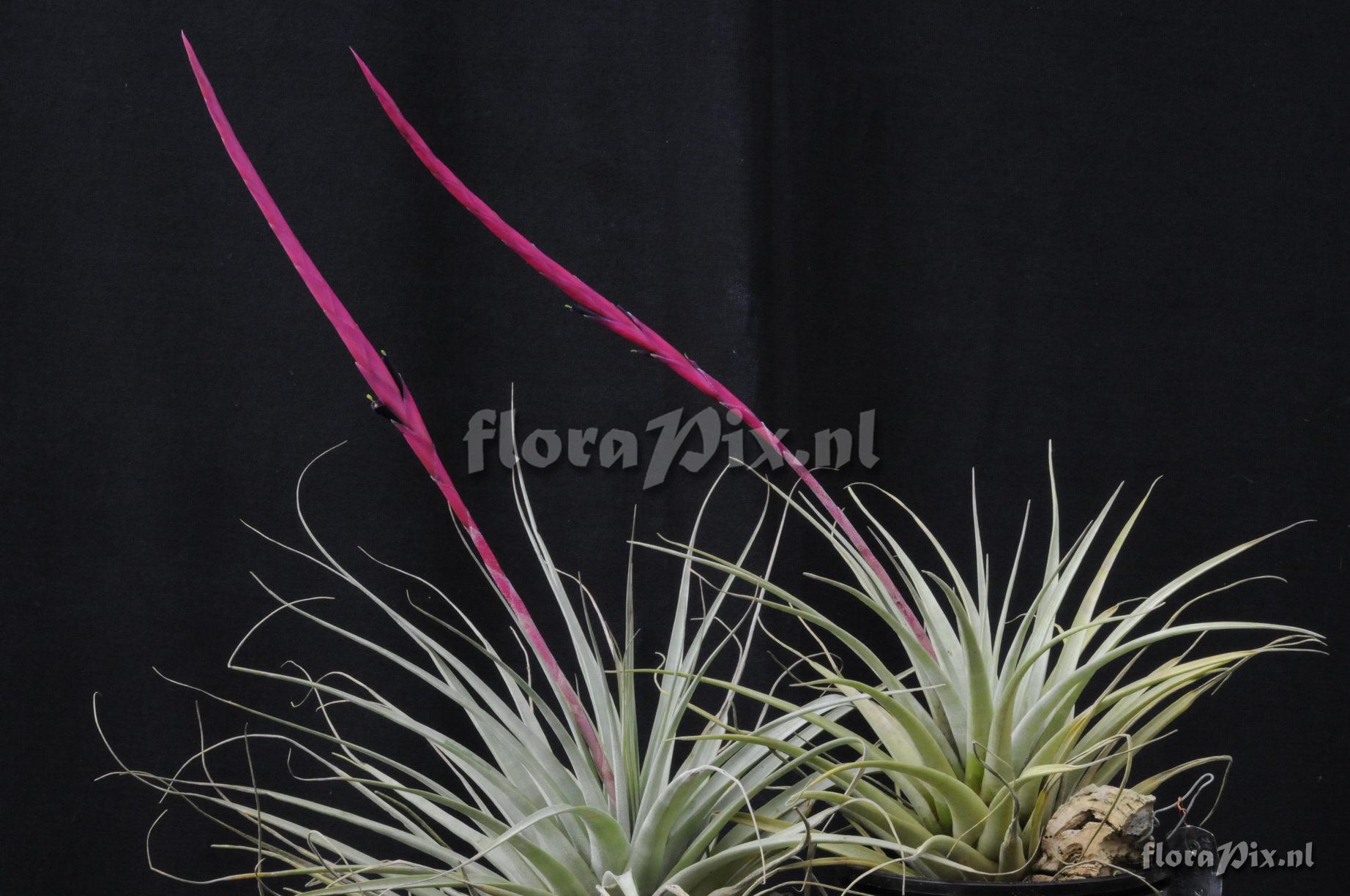 Vriesea Tillandsia andreetae