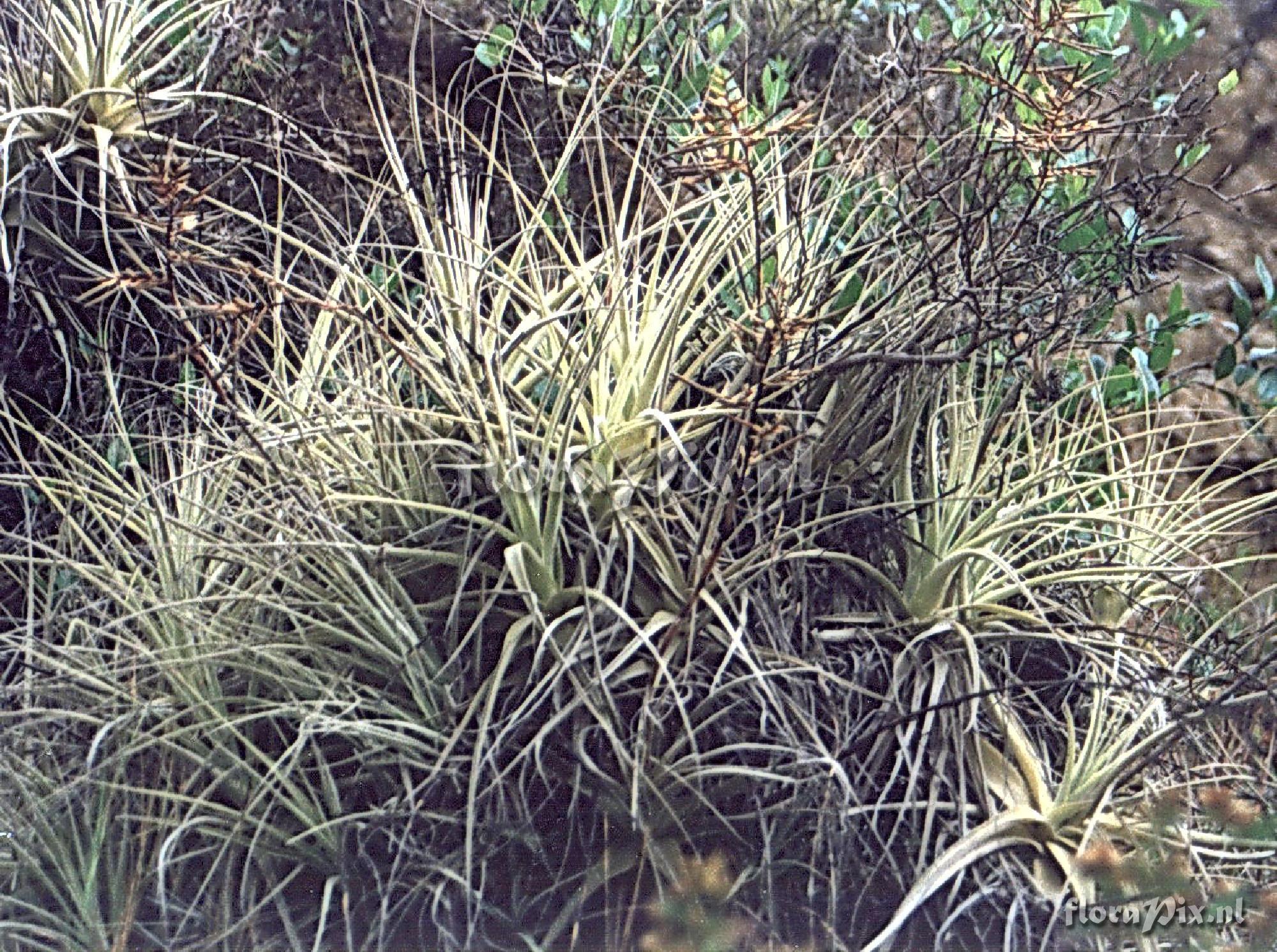 Tillandsia straminea