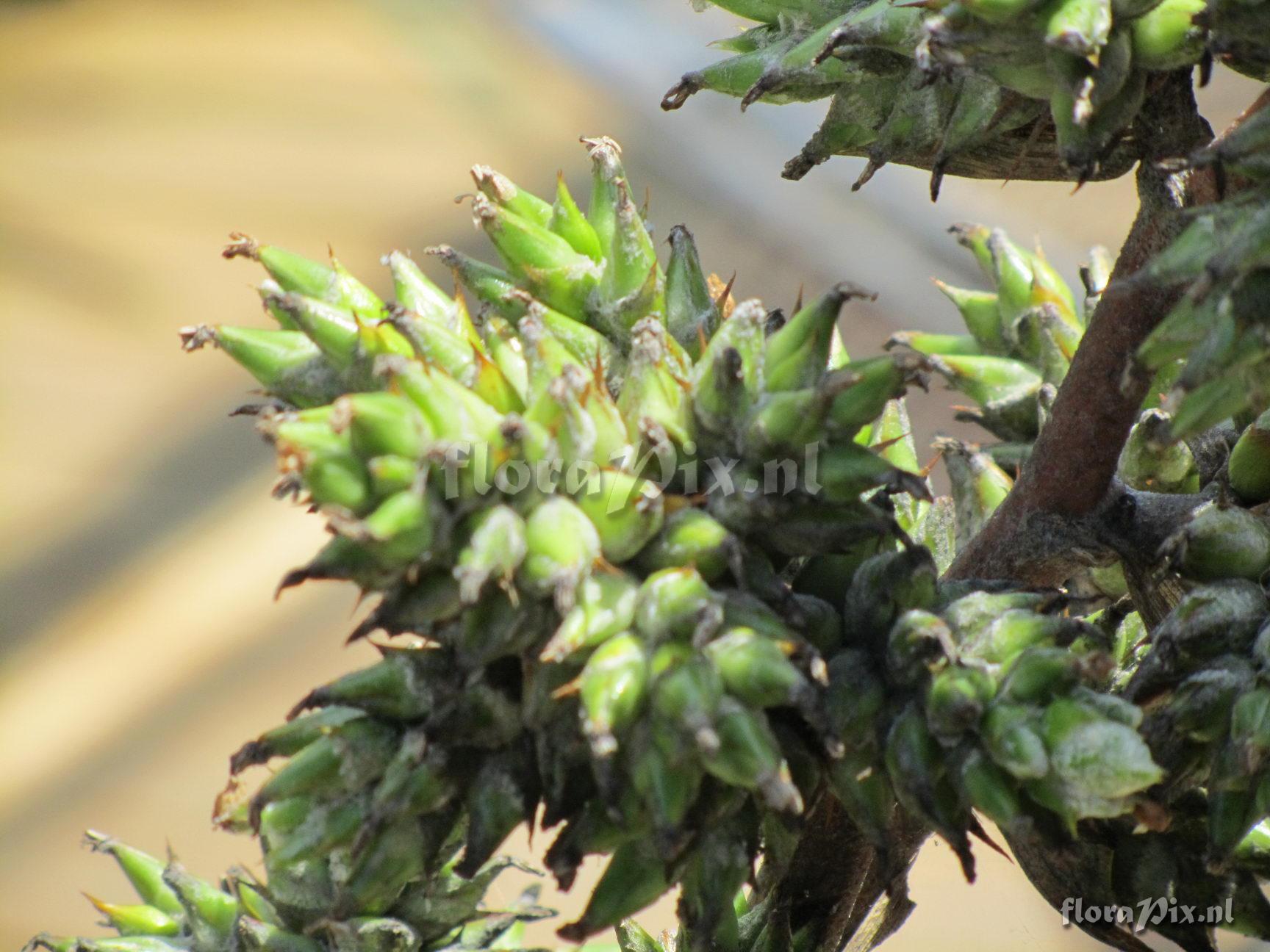 Hohenbergia leopoldo-horstii?