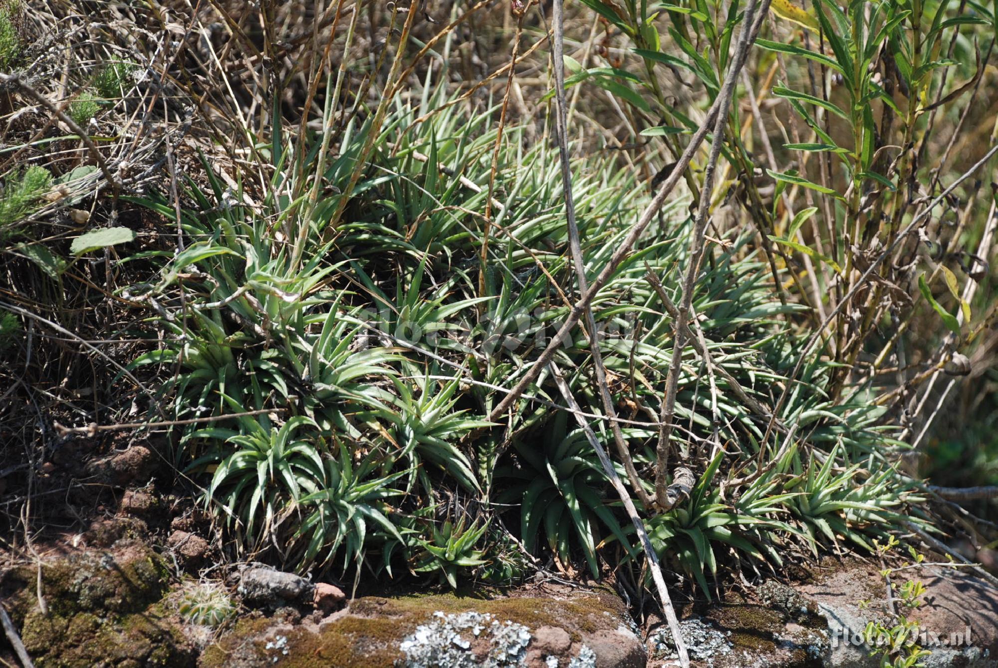 Dyckia remotiflora var. montevidensis