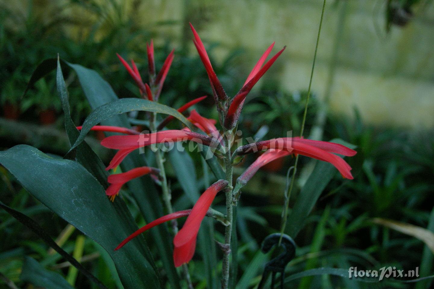 Pitcairnia erratica