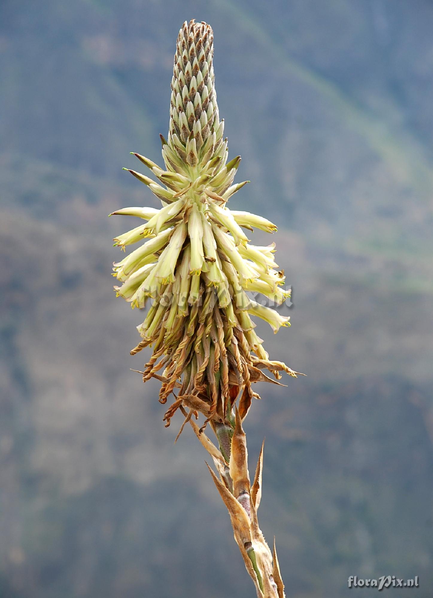 Puya spec.