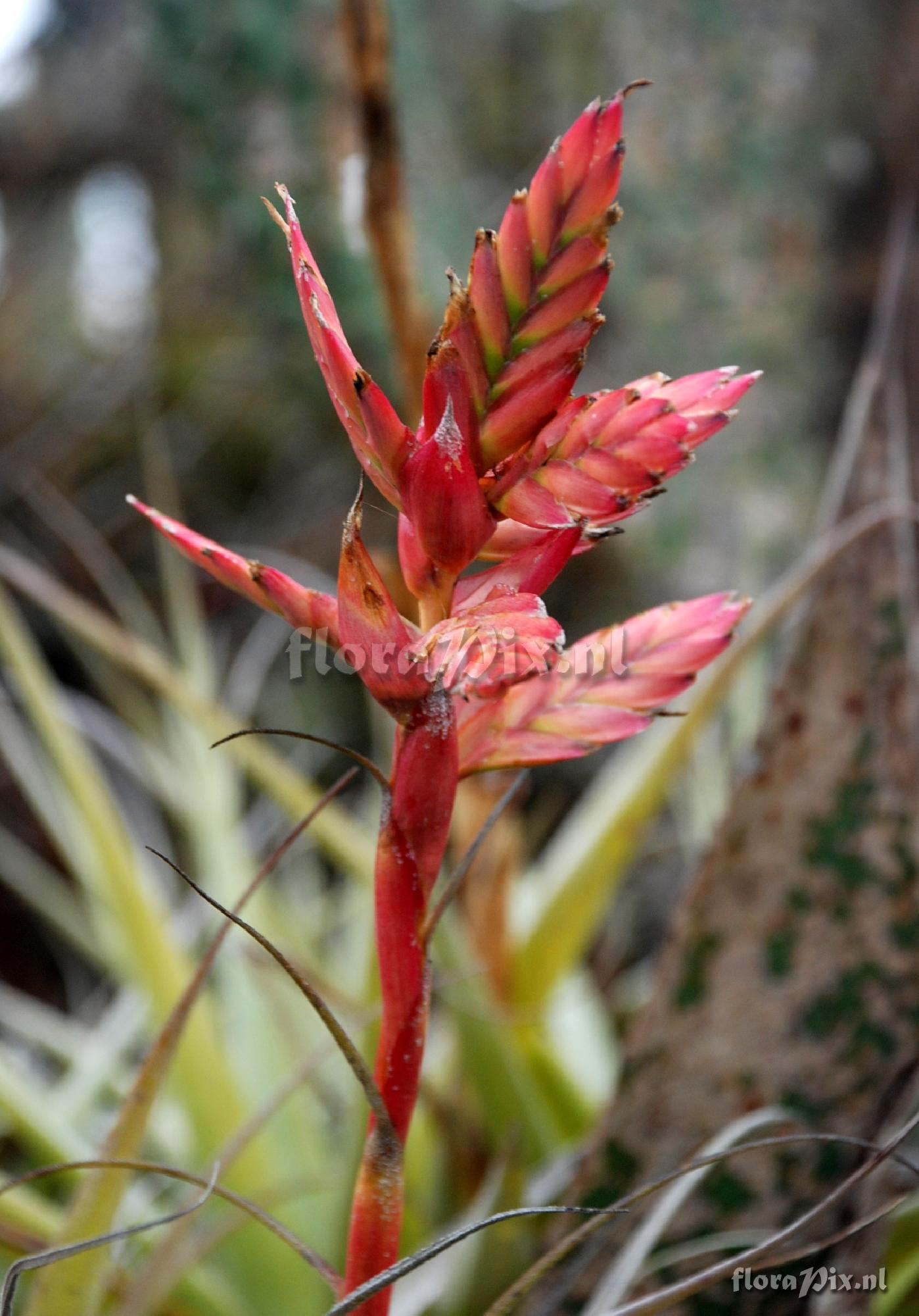 Tillandsia latifolia