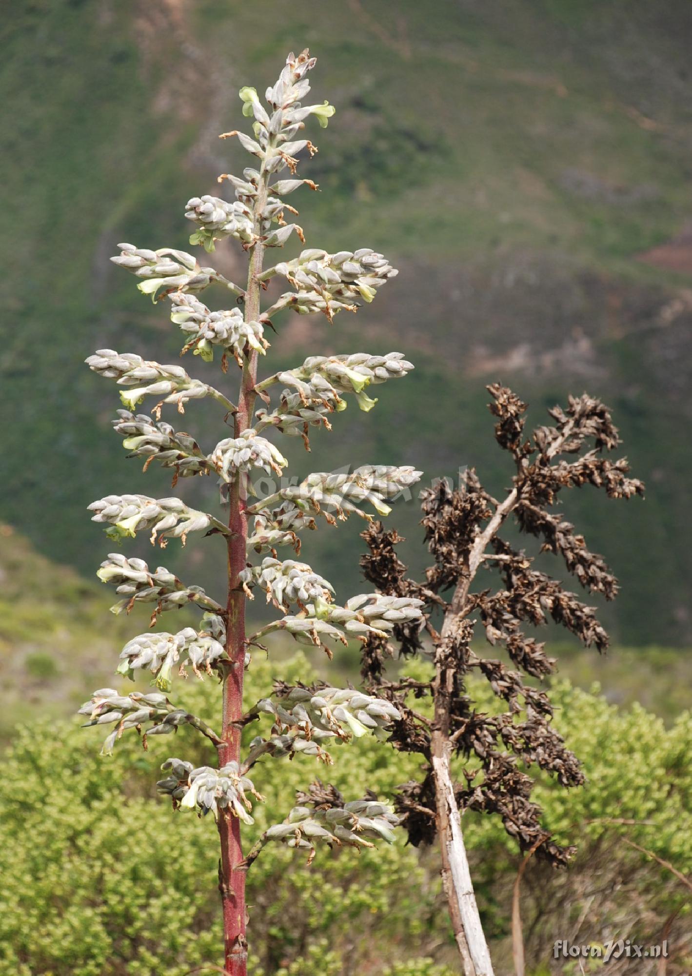 Puya cf. thomasiana