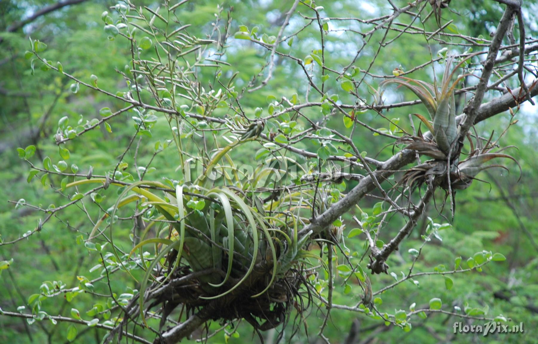 Tillandsia flexuosa