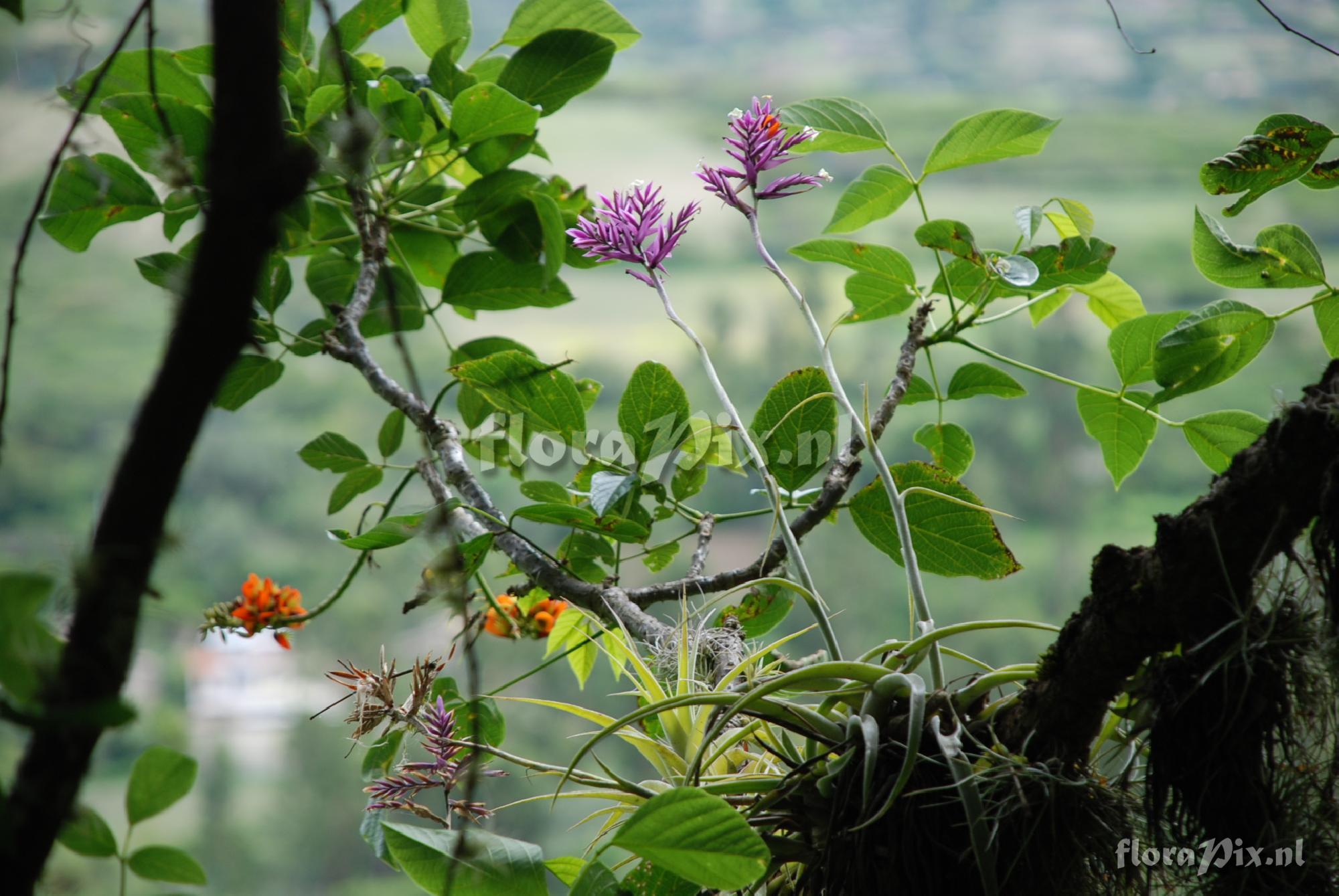 Tillandsia straminea