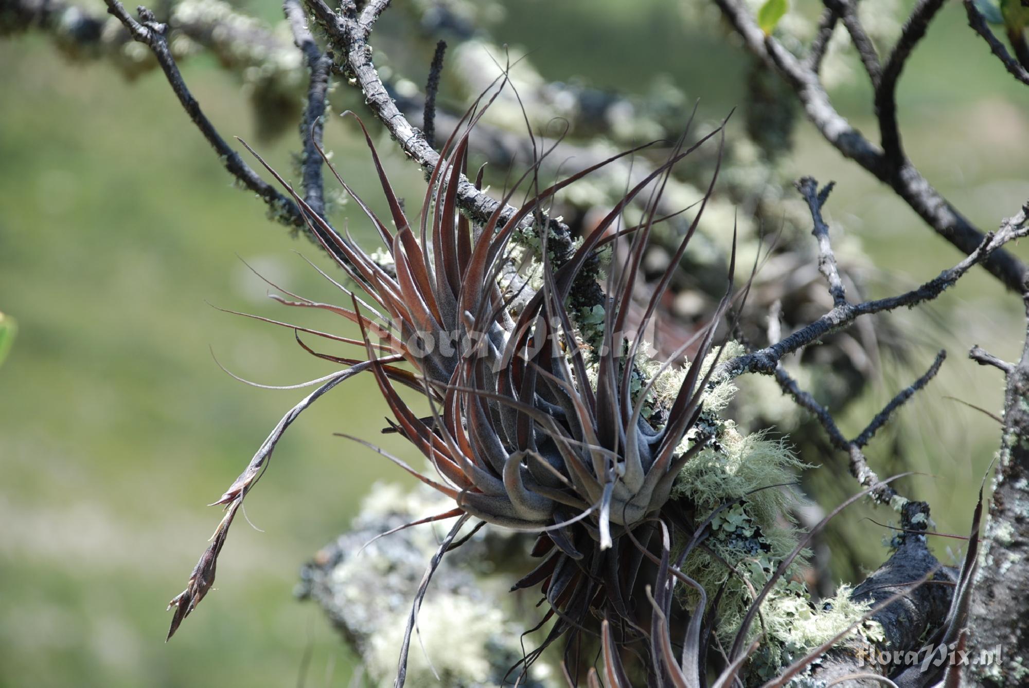 Tillandsia humilis