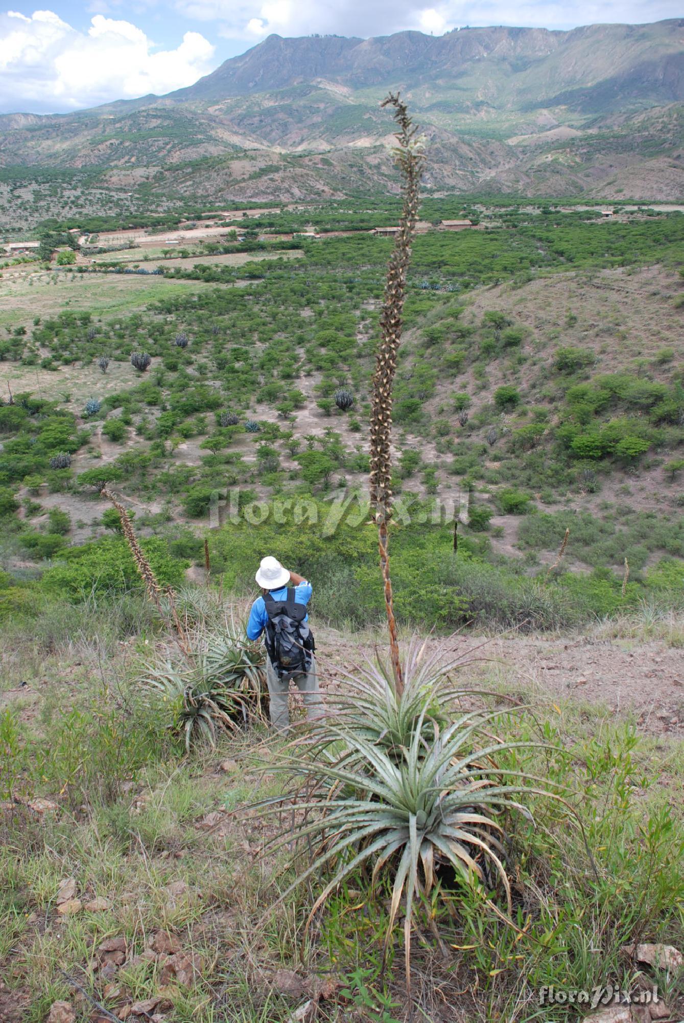 Puya 