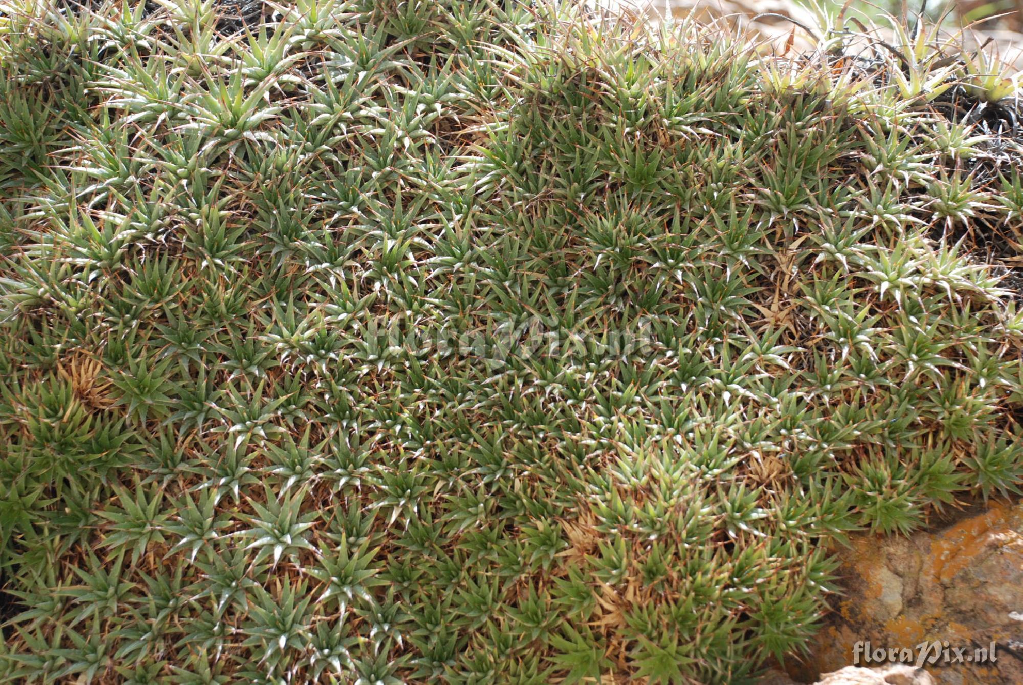 Deuterocohnia 