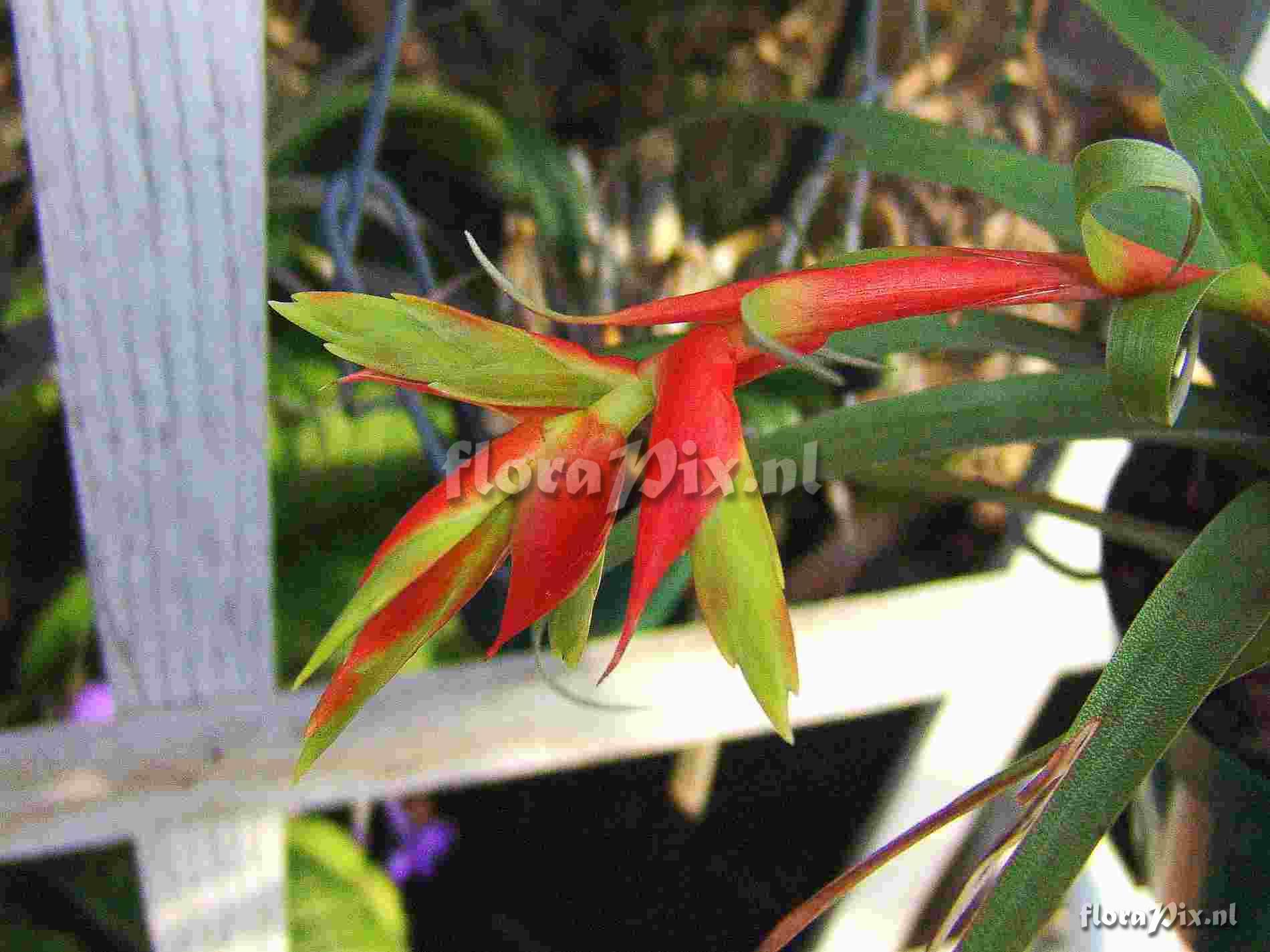 Tillandsia confertiflora