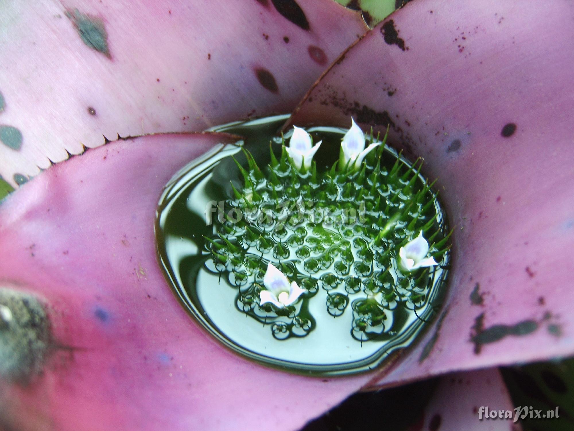 Neoregelia concentrica