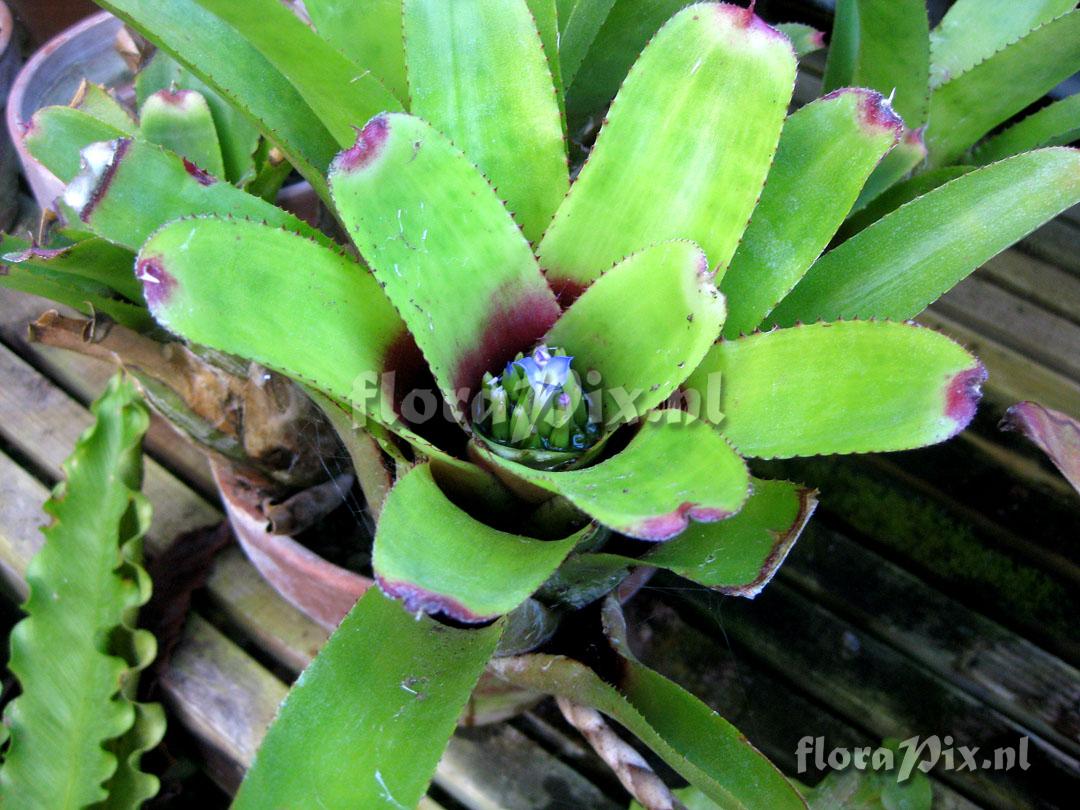 Neoregelia capixabae