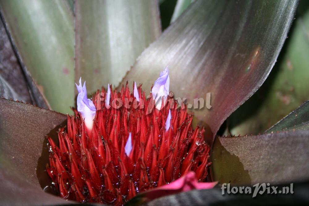 Neoregelia spectabilis