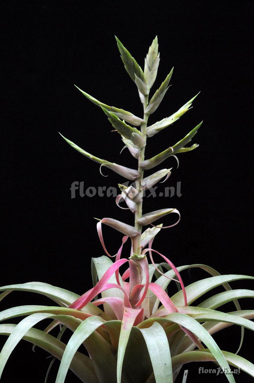 Tillandsia hintoniana