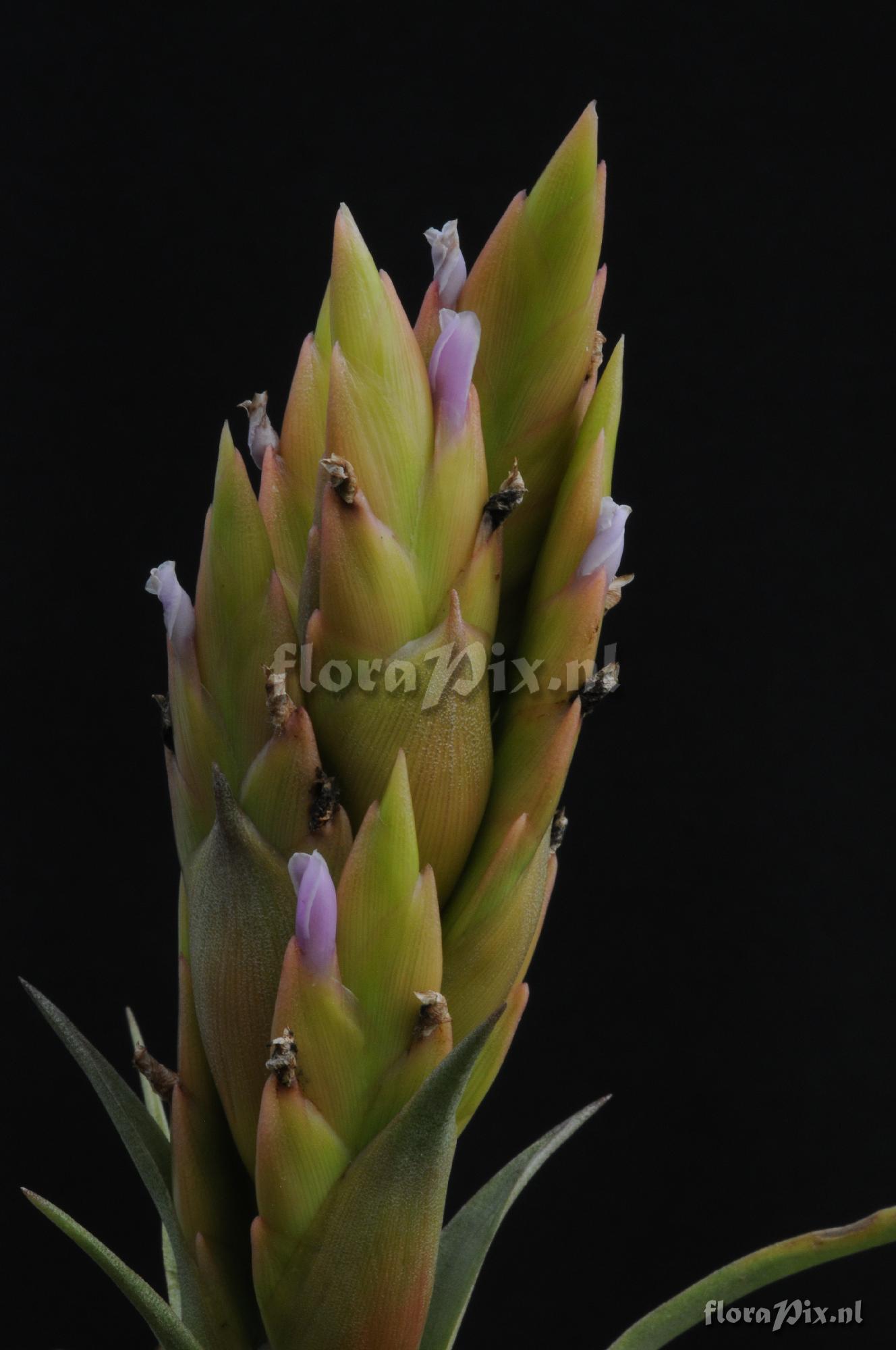 Tillandsia huarazensis