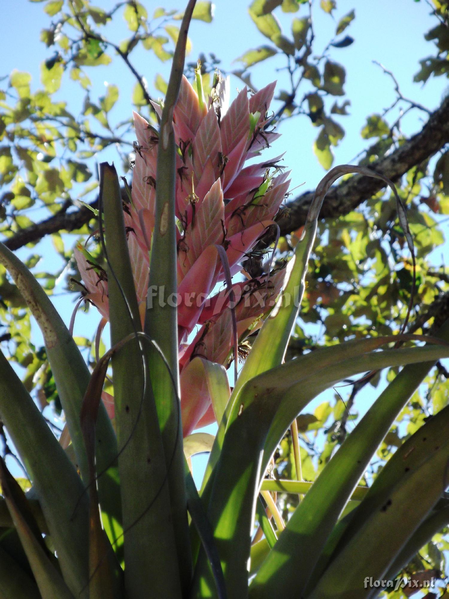 Tillandsia bourgaei