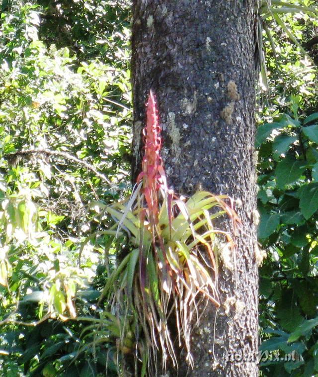 Tillandsia borealis