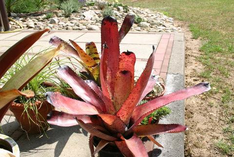 Neoregelia carcharodon Rainbow