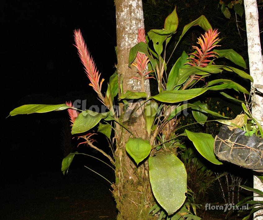 Pitcairnia dolichopetala