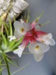 Tillandsia tenuifolia