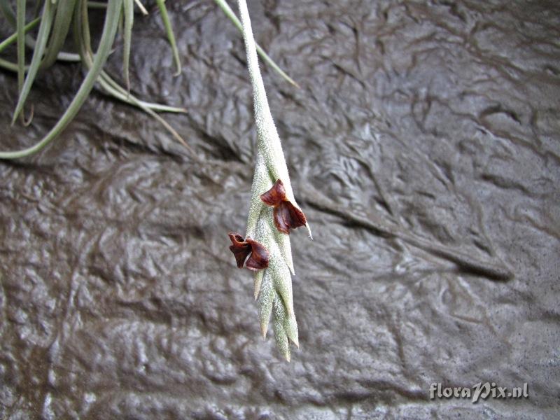 Tillandsia caliginosa