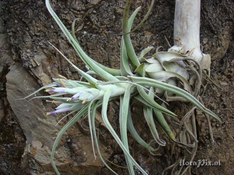 Tillandsia ehlersiana