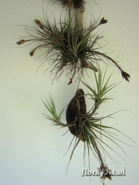 Tillandsia myriantha