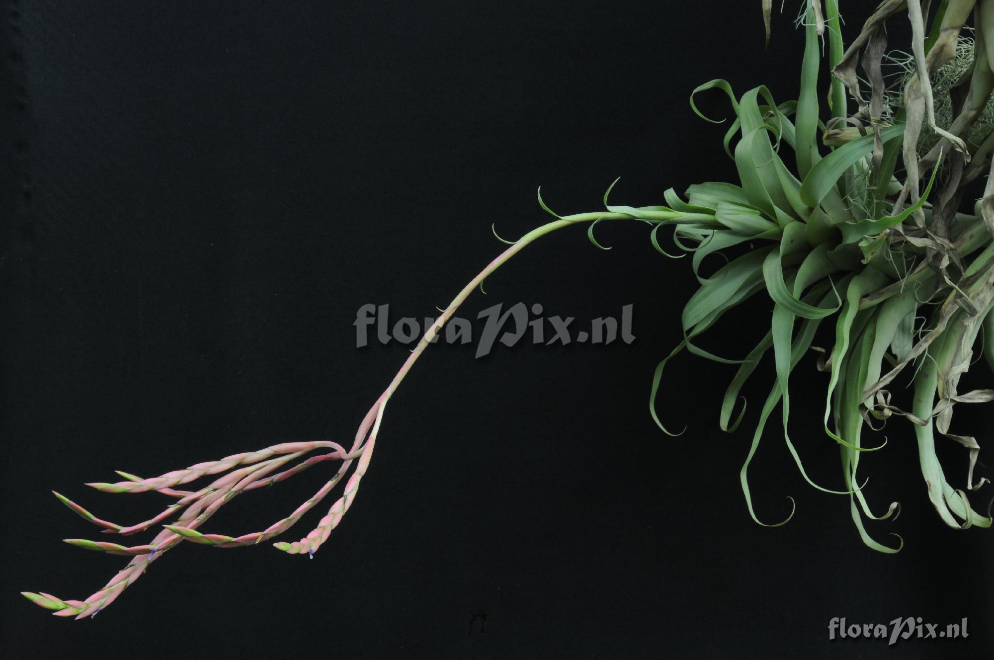 Tillandsia sp. Peru