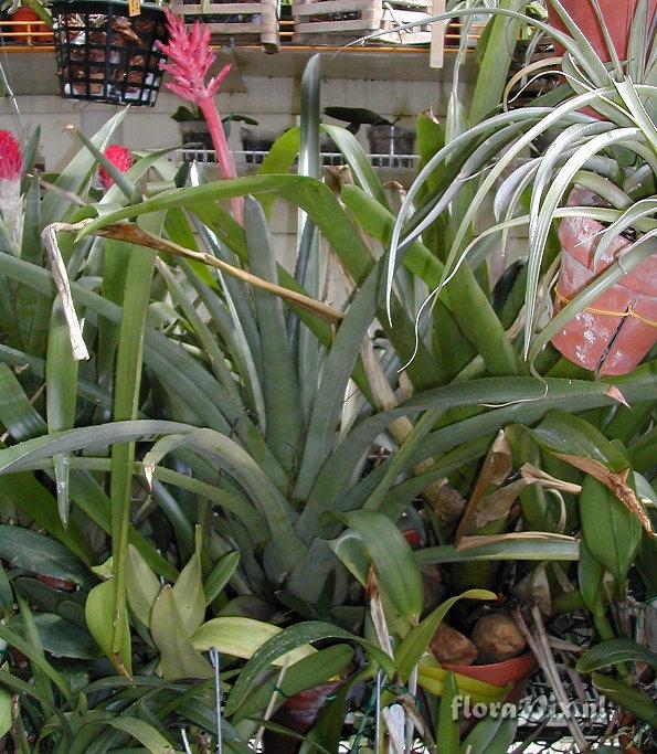 Aechmea distichantha