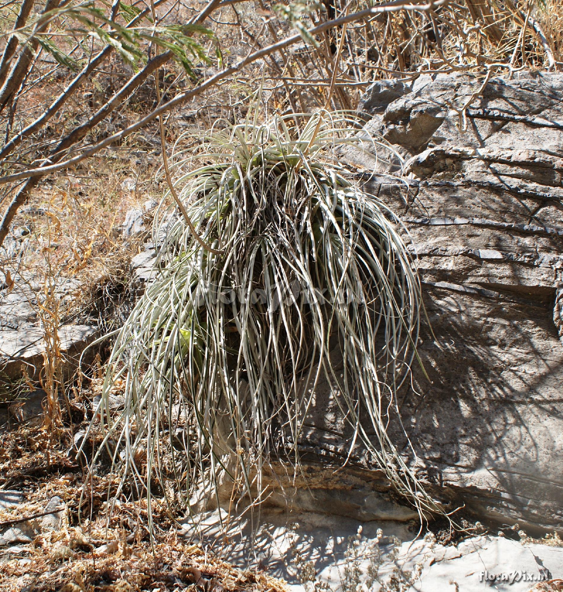 Hechtia tillandsioides