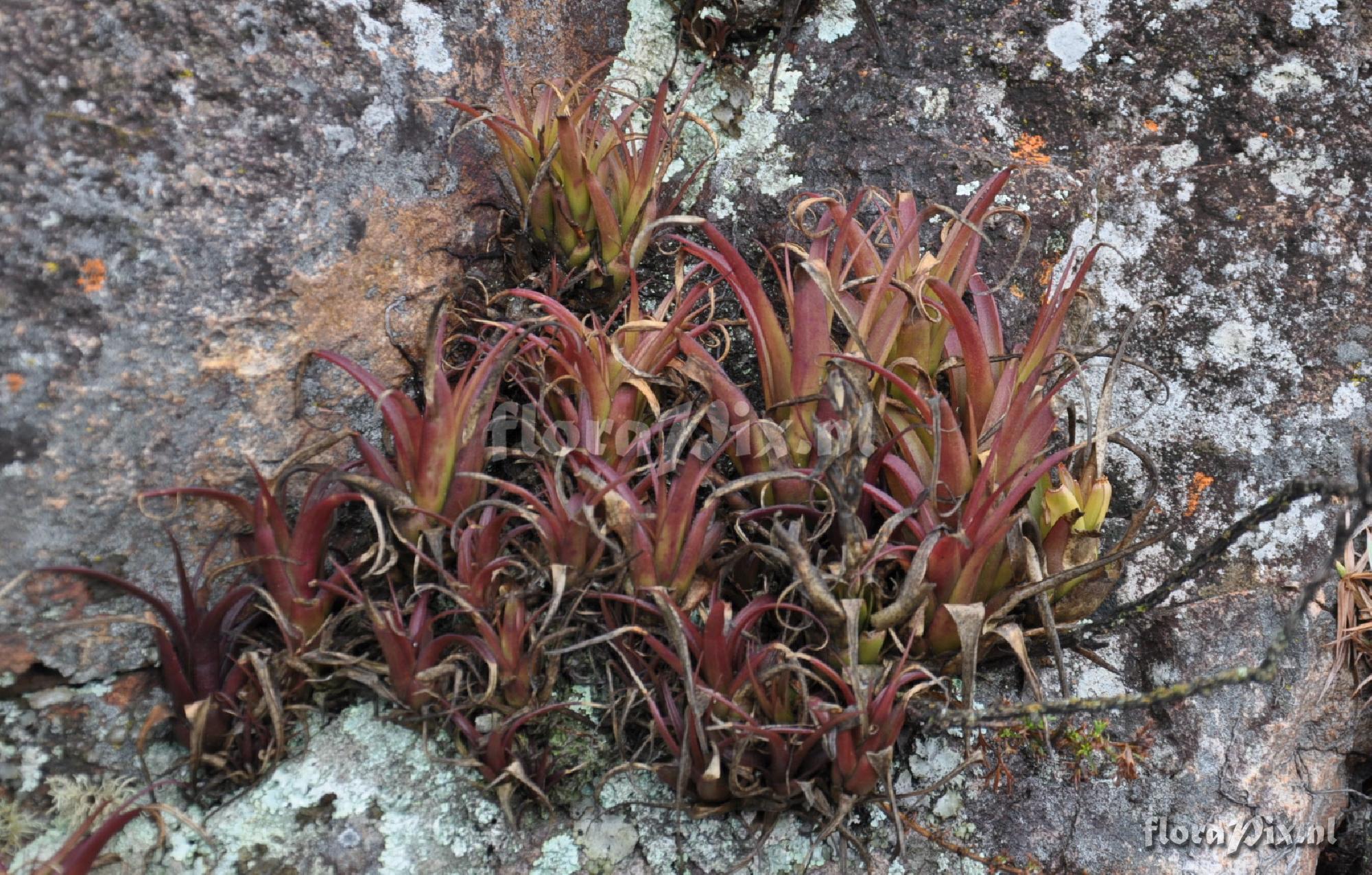 Tillandsia sp.