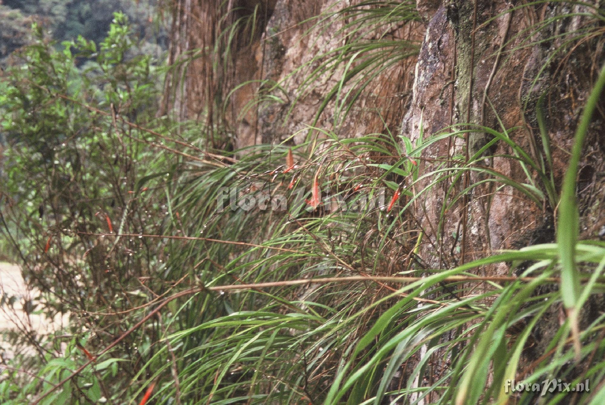 Pitcairnia tarapotensis