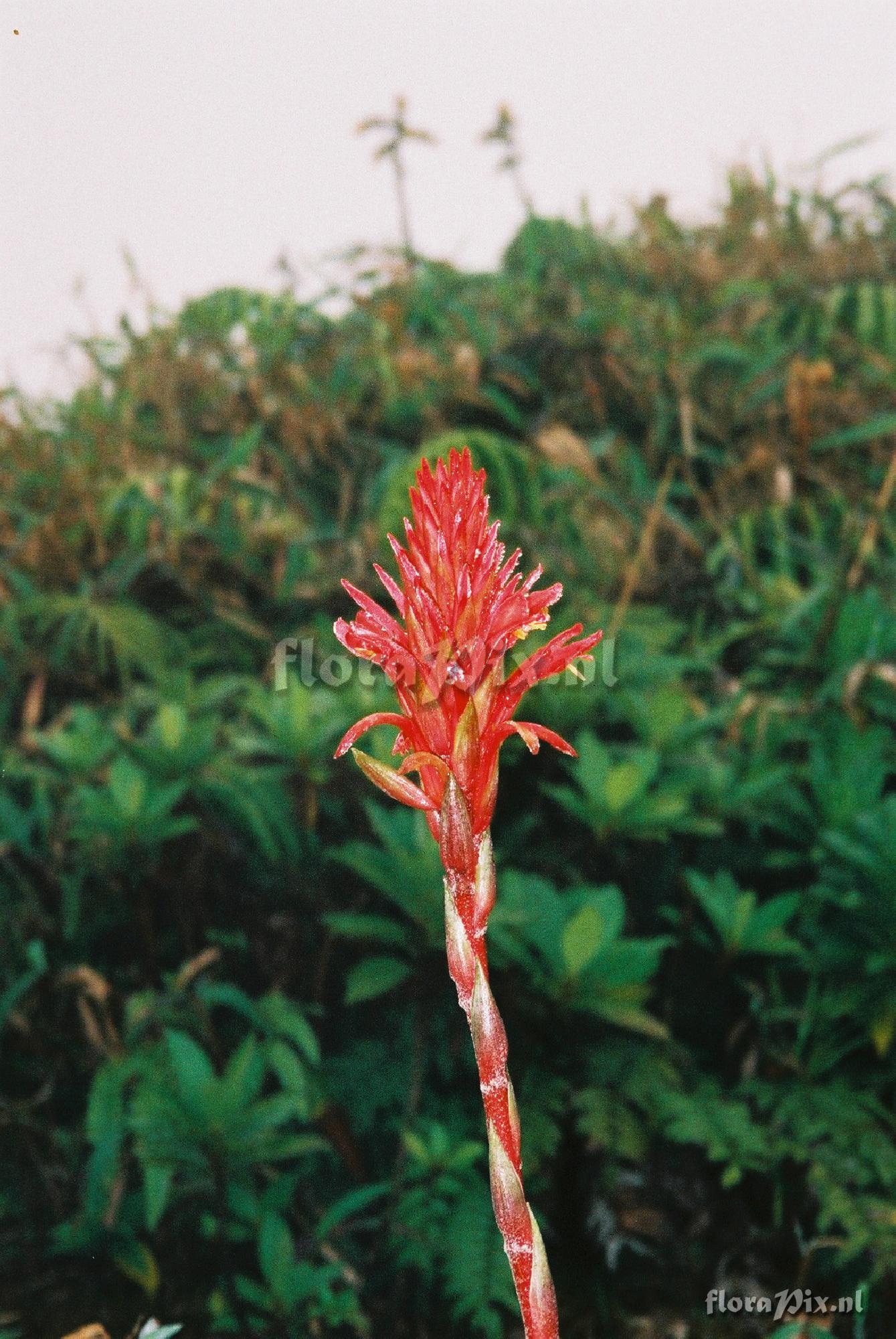 Pitcairnia