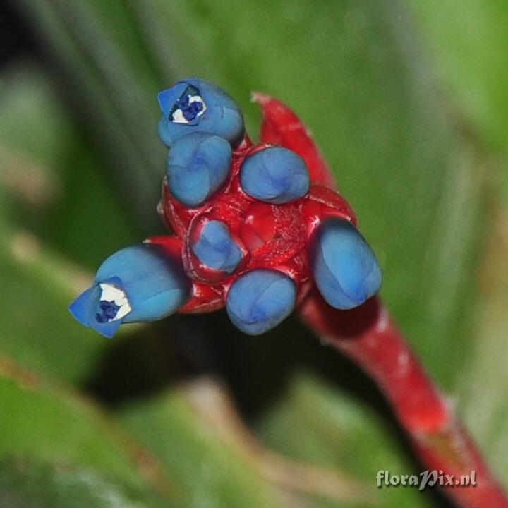 Quesnelia lateralis