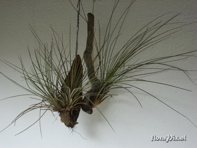 Tillandsia juncea