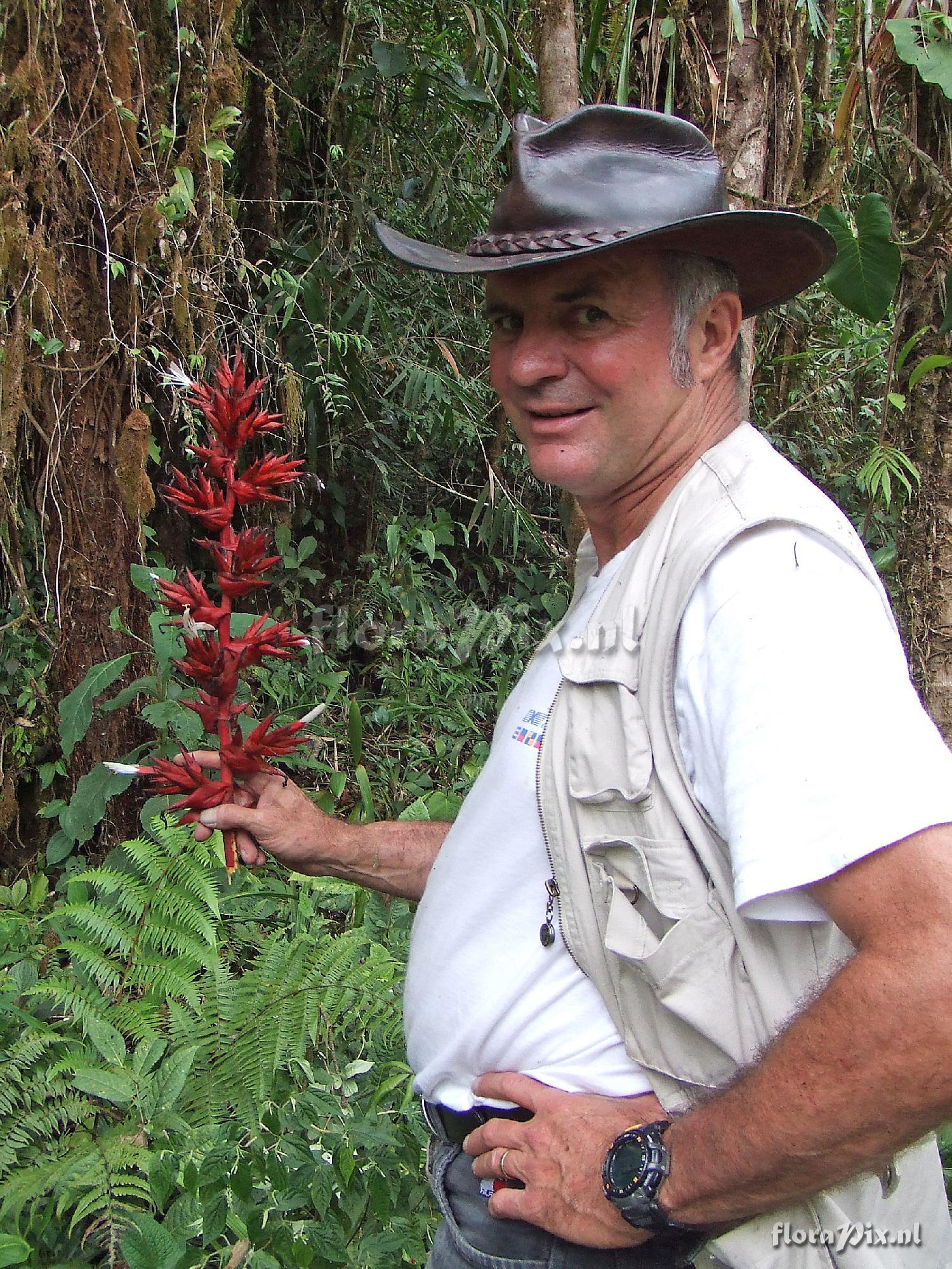 Guzmania lehmanniana