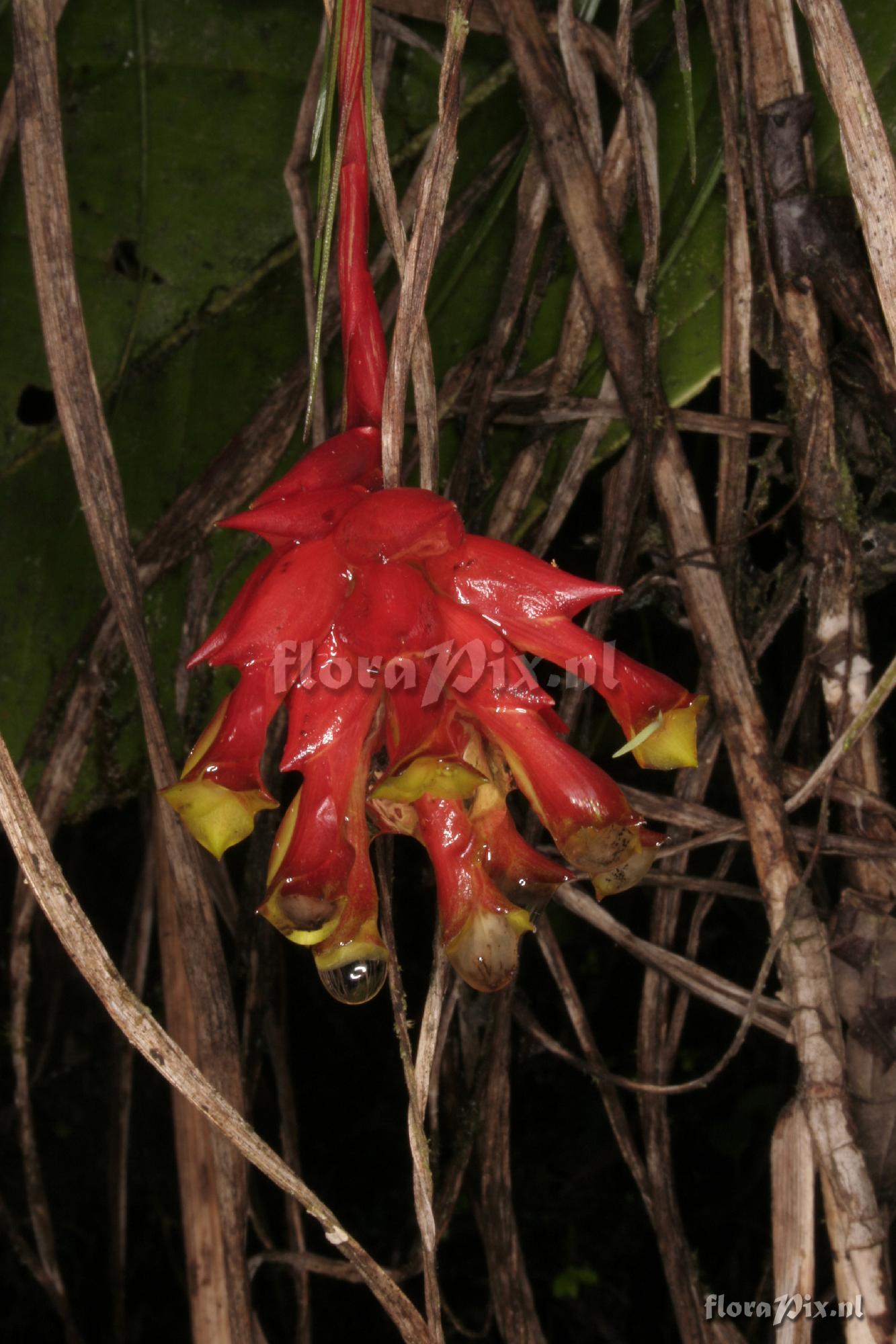 Guzmania graminifolia