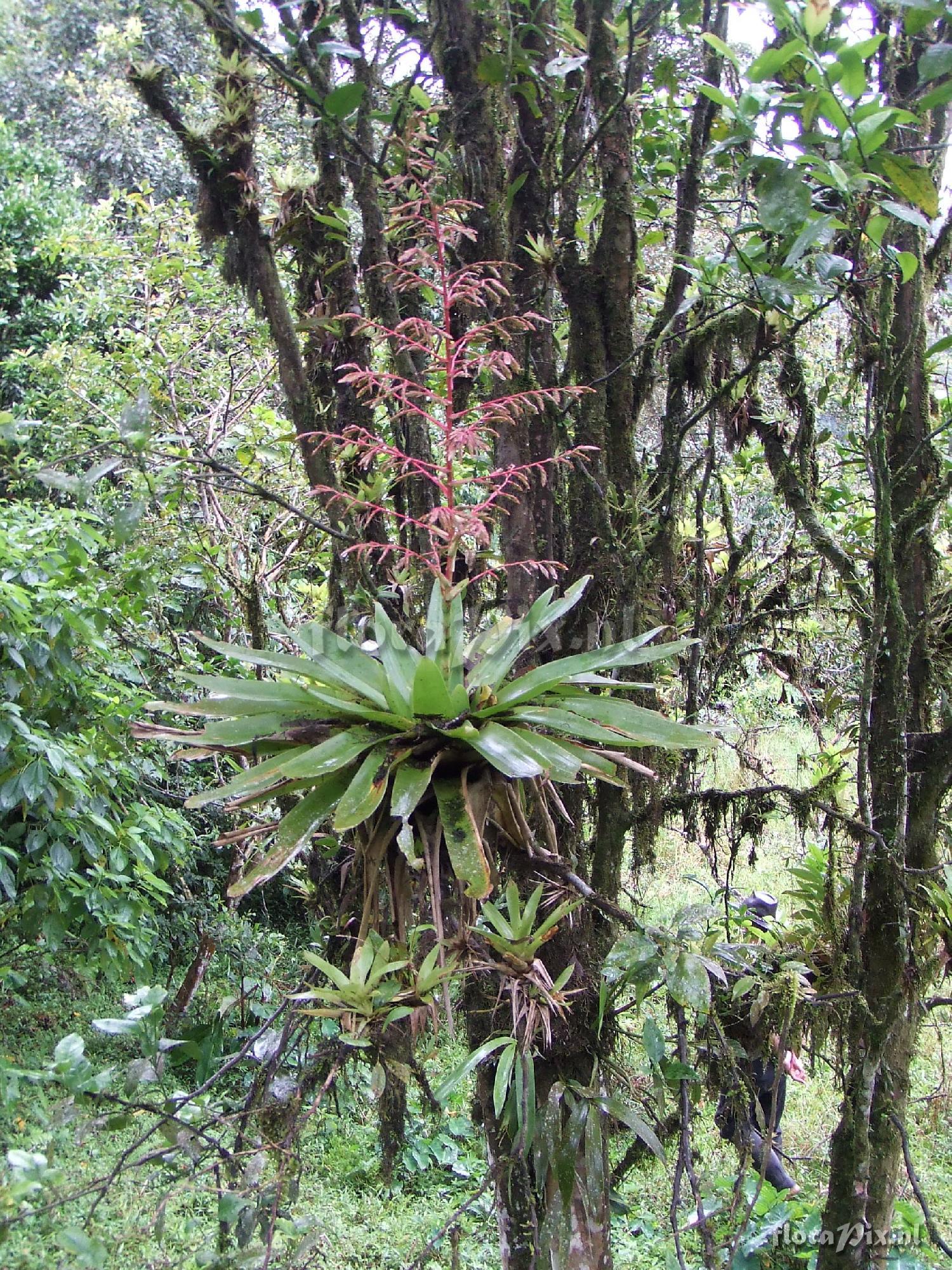 Tillandsia tovarensis