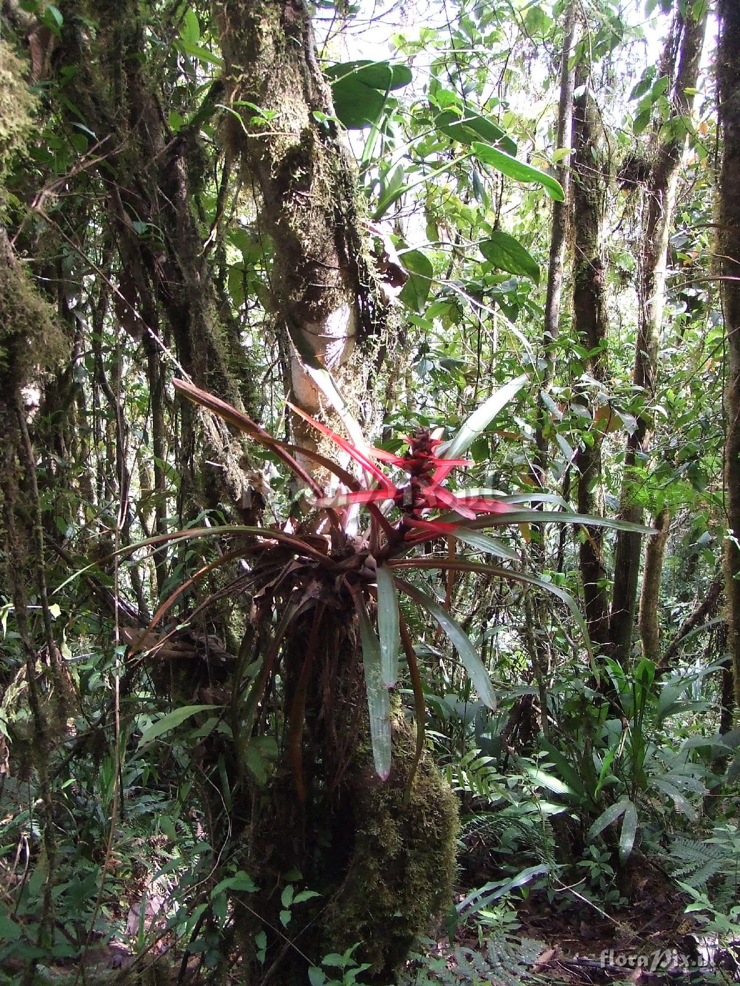 Guzmania squarrosa