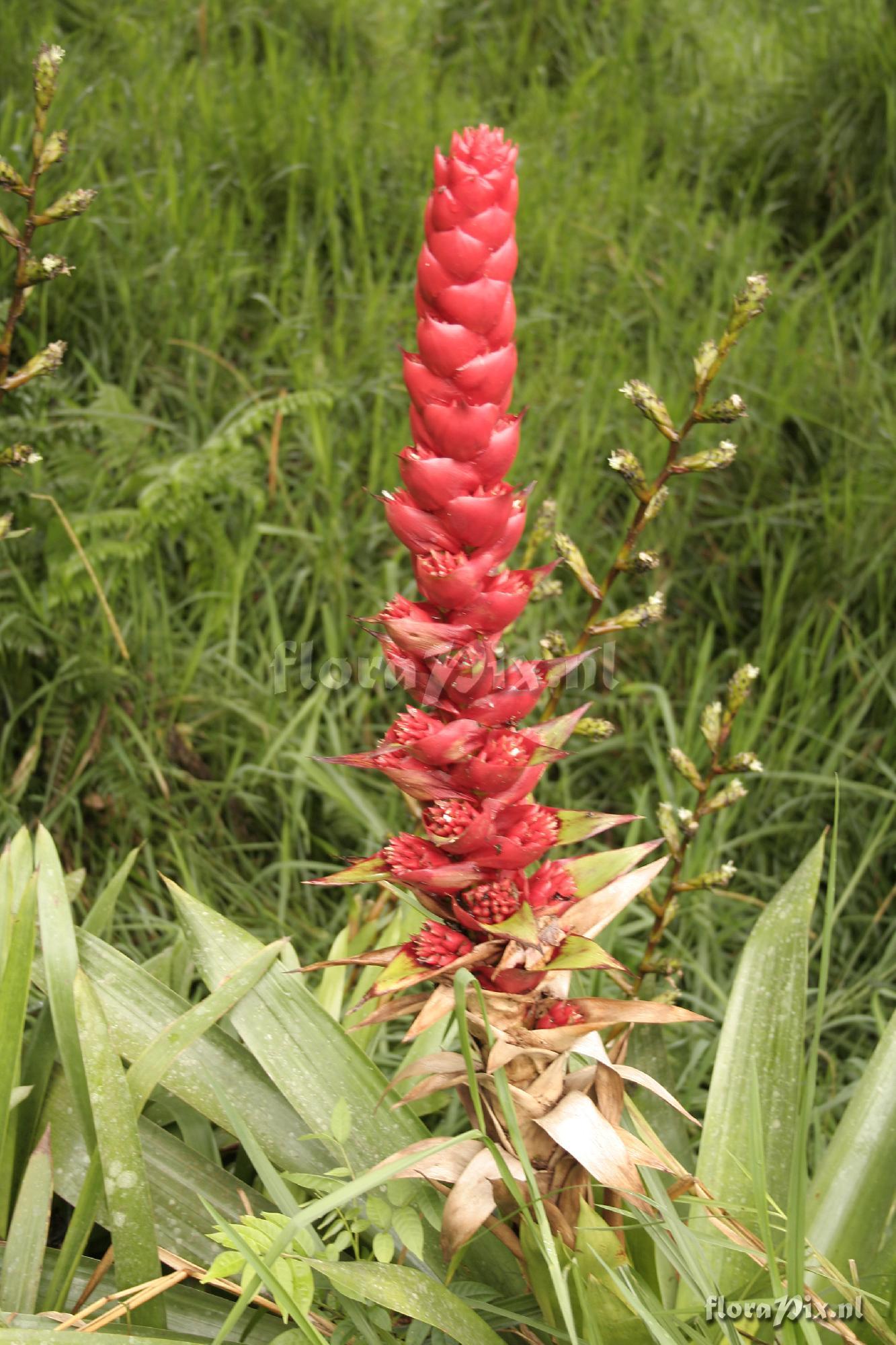 Mezobromelia capituligera