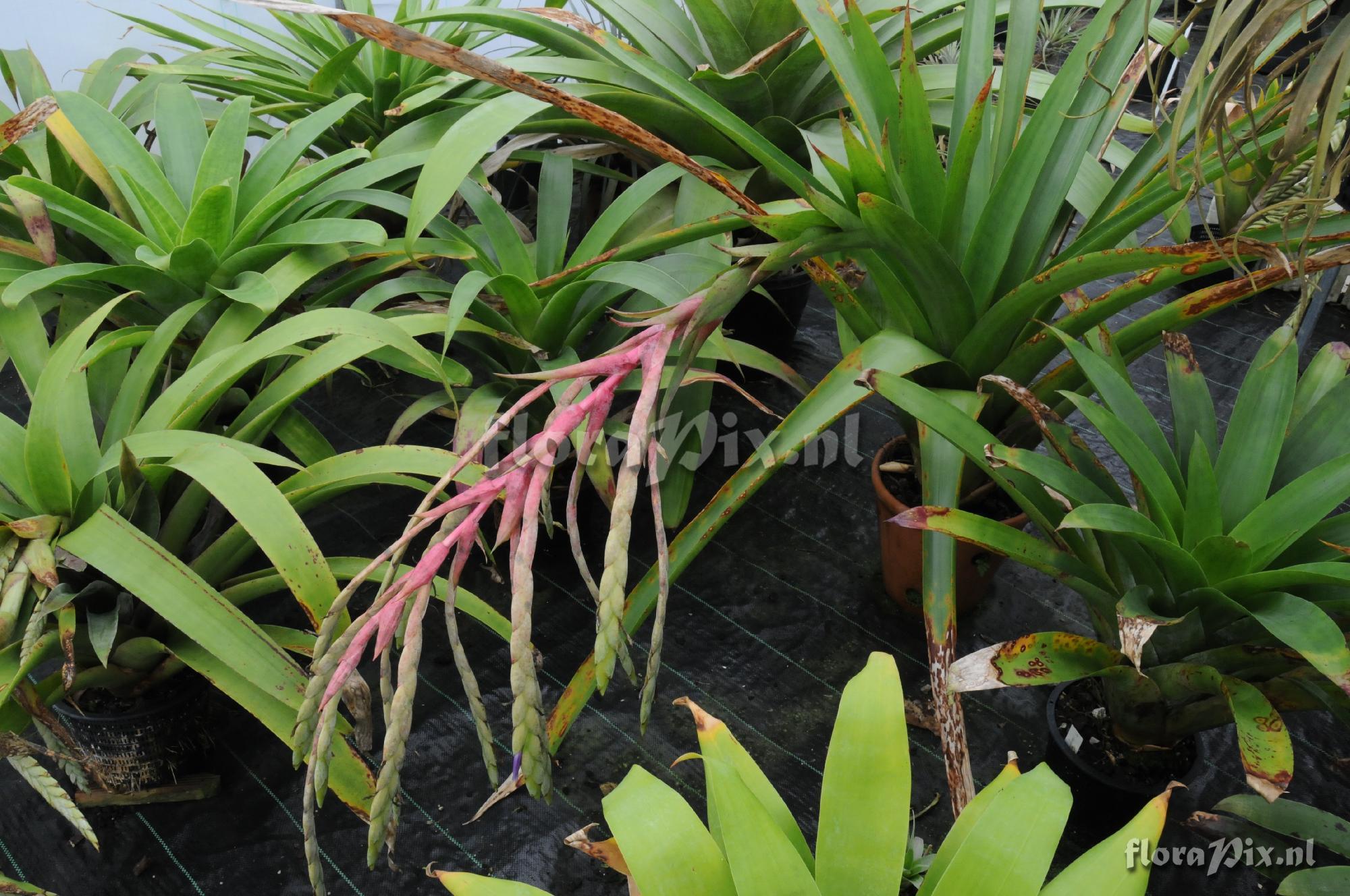 Tillandsia lymanii