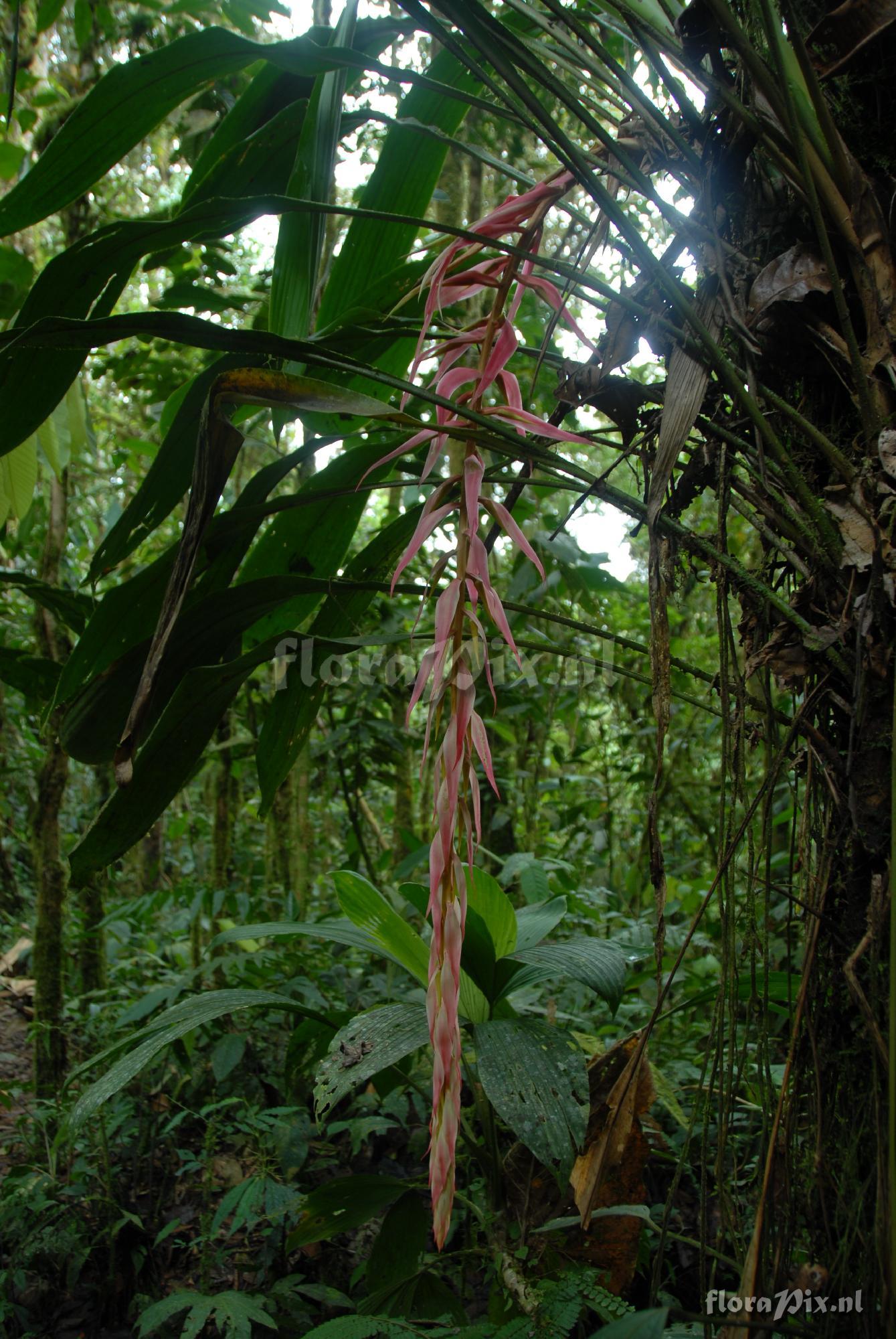 Pitcairnia stevensonii