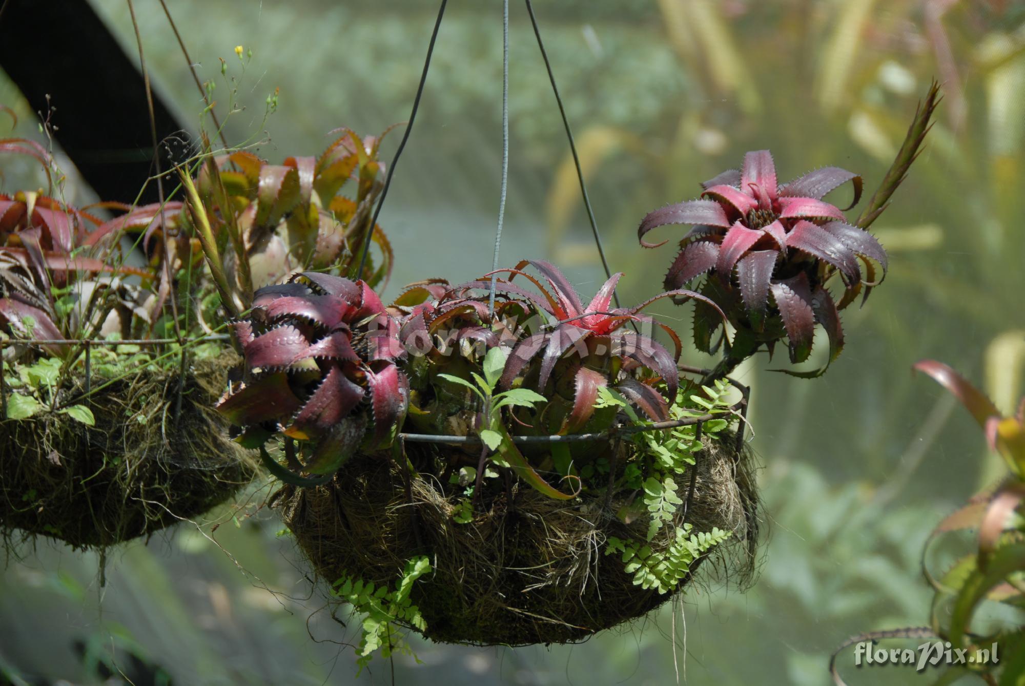 Neoregelia pendula var. brevifolia