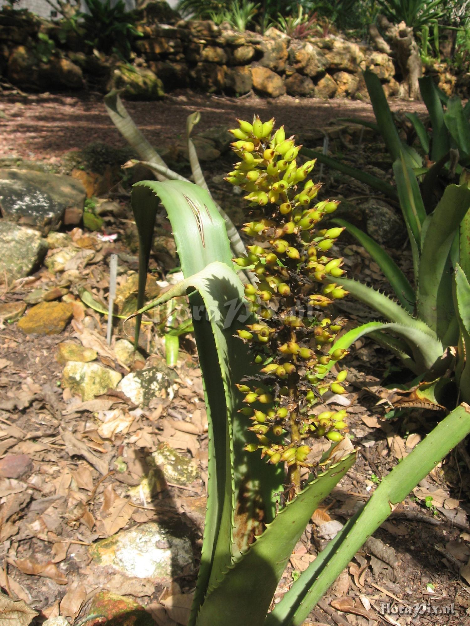 Aechmea species ?