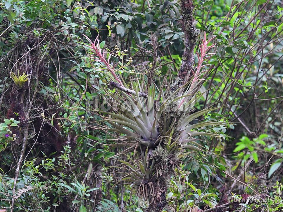 Vriesea (Tillandsia) appenii