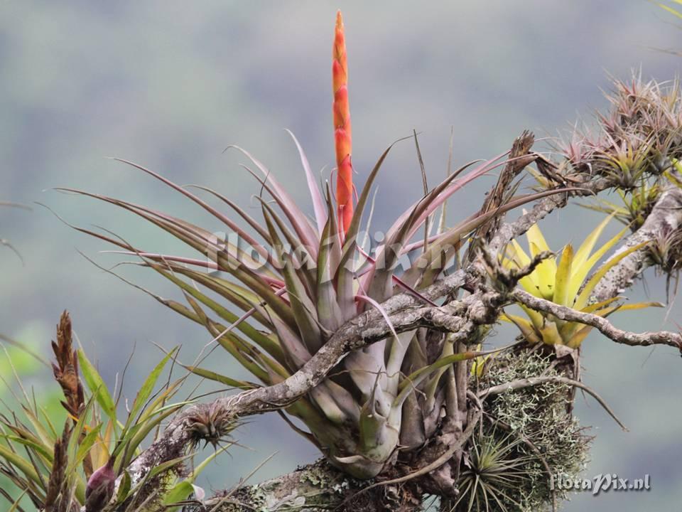 Tillandsia aff porphyrocraspeda 