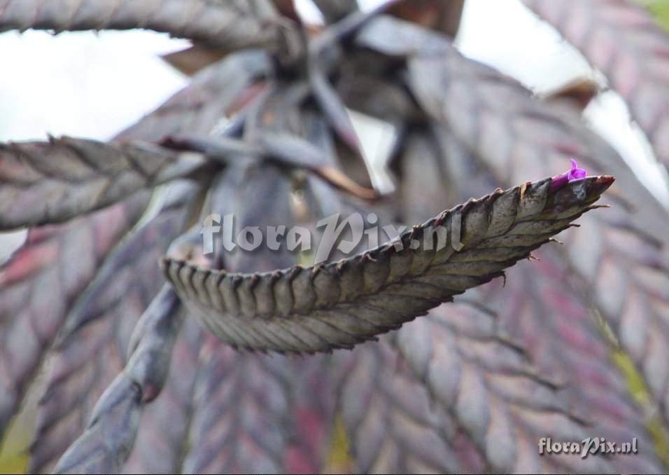 Tillandsia loxensis