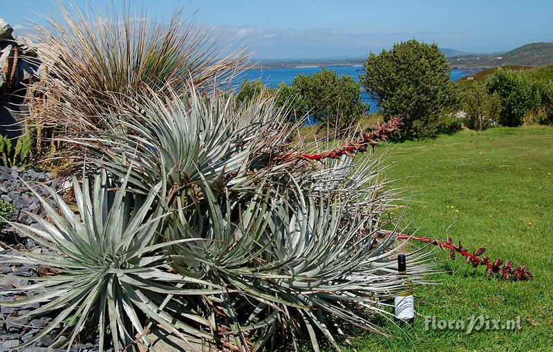 Puya coerulea