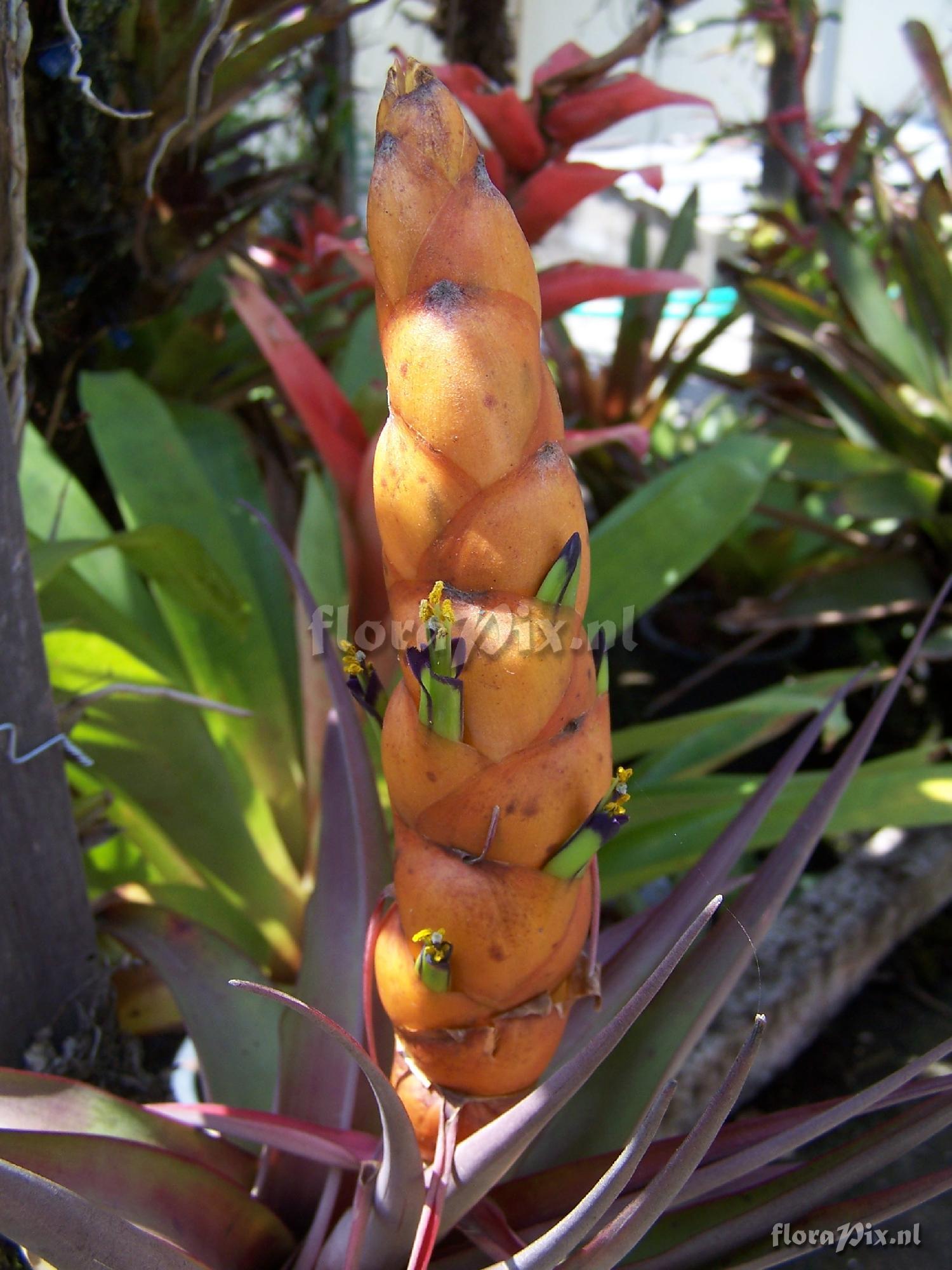 Tillandsia portillae